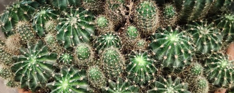 仙人球的播种方法，播种前用热水浸种
