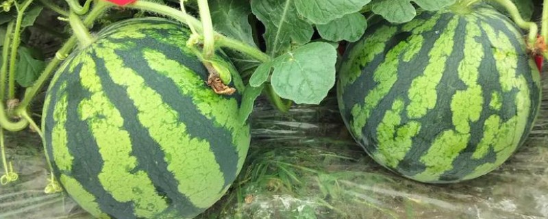 雌雄同体的植物有哪几种，有苹果、板栗树、石榴等