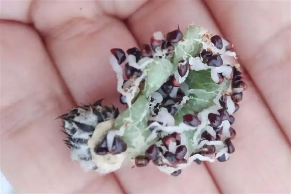 仙人球的播种方法，播种前用热水浸种