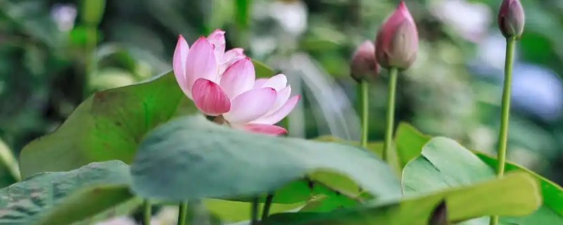 冬季怎么保存碗莲，让泥土保持湿润并覆盖稻草即可