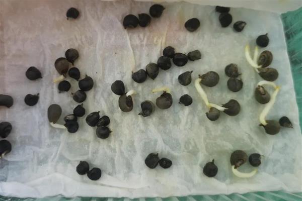 蔬菜种子的储藏方法，可将收获后的蔬菜种子捆扎成把