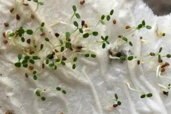 蔬菜种子的储藏方法，可将收获后的蔬菜种子捆扎成把