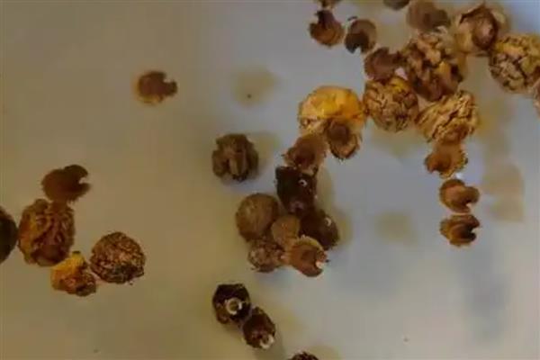 蔬菜种子的储藏方法，可将收获后的蔬菜种子捆扎成把