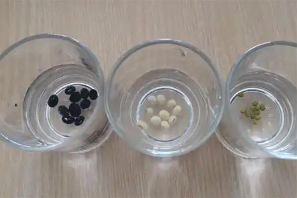 蔬菜种子的储藏方法，可将收获后的蔬菜种子捆扎成把