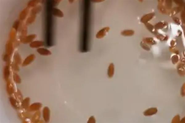 蔬菜种子的储藏方法，可将收获后的蔬菜种子捆扎成把