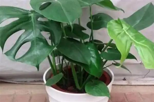 龟背竹的养殖方法,喜欢湿润的生长环境