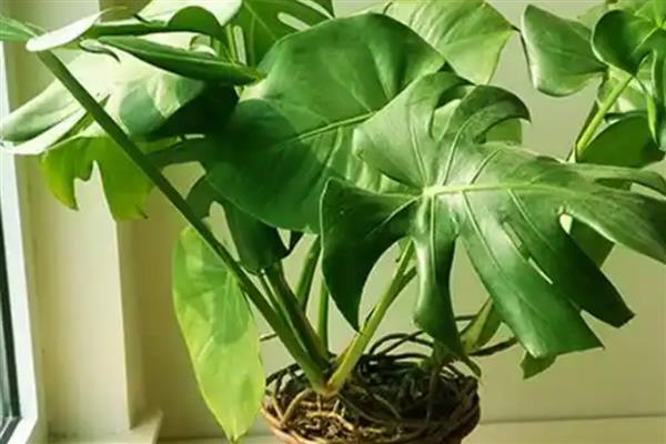 龟背竹的养殖方法,喜欢湿润的生长环境