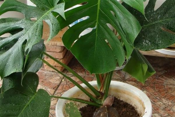 龟背竹的养殖方法,喜欢湿润的生长环境