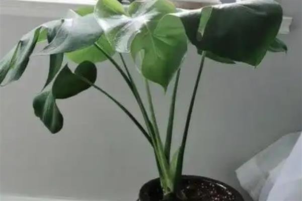 龟背竹的养殖方法,喜欢湿润的生长环境