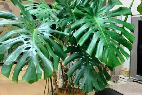 龟背竹的养殖方法,喜欢湿润的生长环境