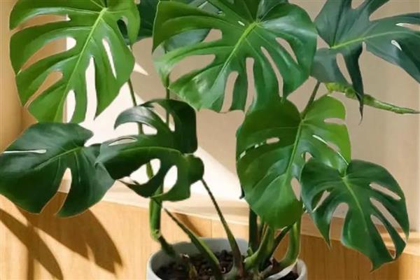 龟背竹的养殖方法,喜欢湿润的生长环境