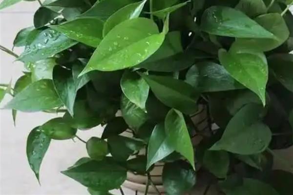 绿萝叶子的形状，是不等侧的卵状长圆形
