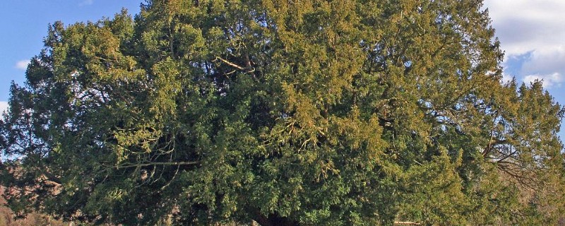 橡树的特点是什么，能存活400年左右