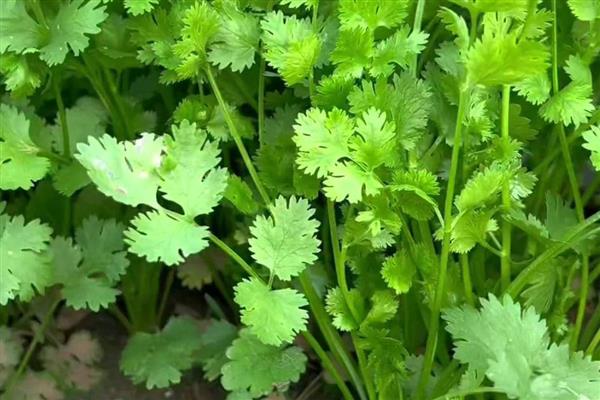 香菜怎么栽培，适于疏松肥沃的土壤种植
