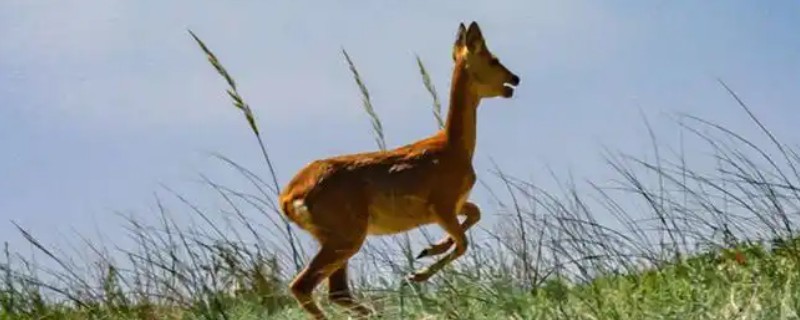 狍子养殖需要办理哪些手续，需办理特种养殖证