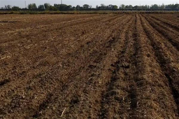 香菜怎么栽培，适于疏松肥沃的土壤种植