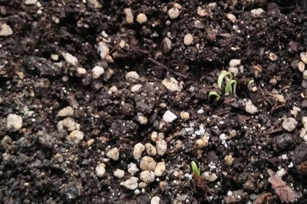 香菜怎么栽培，适于疏松肥沃的土壤种植