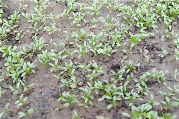 香菜怎么栽培，适于疏松肥沃的土壤种植