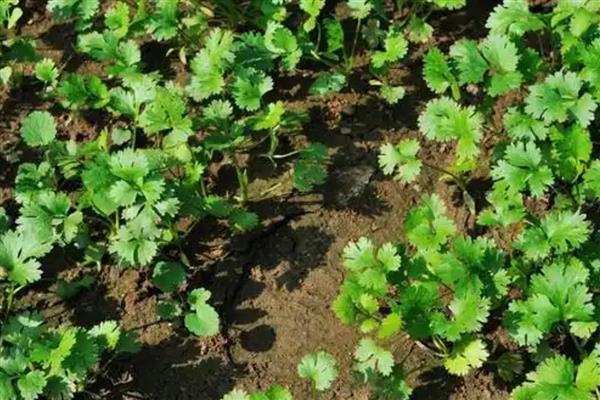 香菜怎么栽培，适于疏松肥沃的土壤种植
