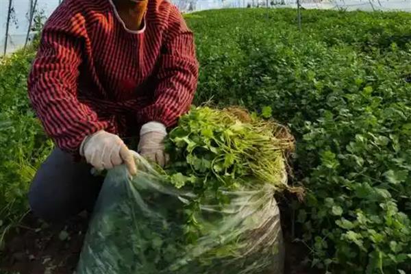 香菜怎么栽培，适于疏松肥沃的土壤种植