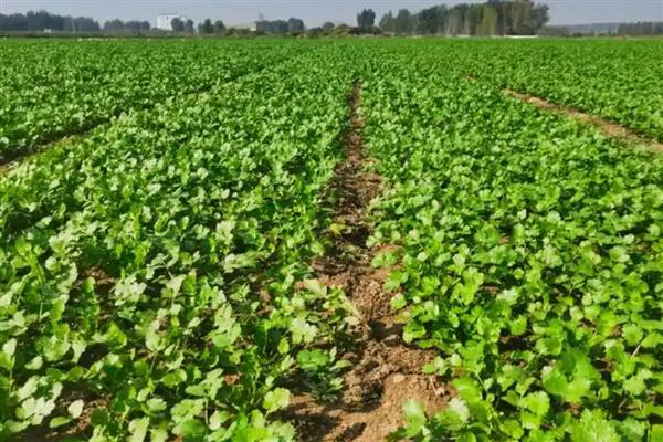 香菜怎么栽培，适于疏松肥沃的土壤种植