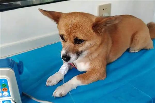 小狗肚子里有虫子吃哪种药，要根据不同类型进行针对性驱虫