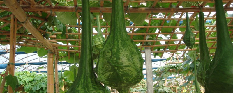 鹤首瓜的种植技术，选择7月份进行播种