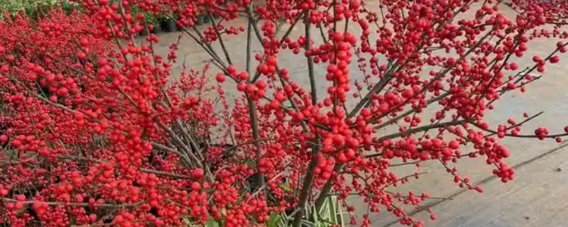 北美冬青的花语，寓意顽强的生命