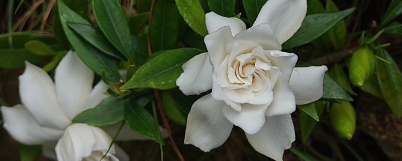 代表毕业的花有哪些，是指栀子花