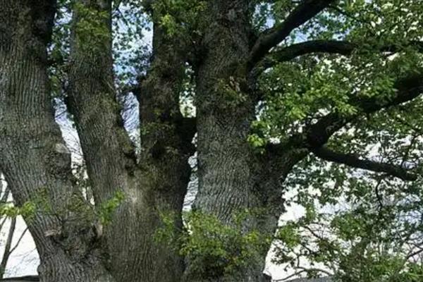 橡树的特点是什么,能存活400年左右