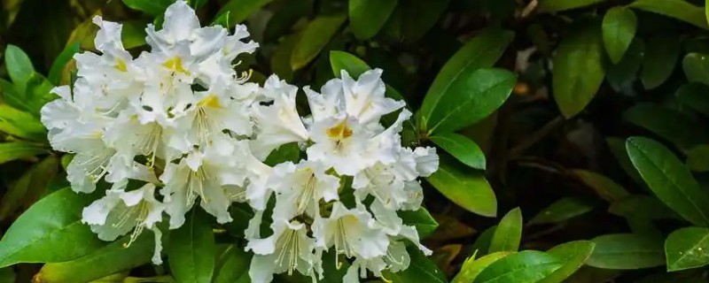 九里香养在家里有什么好处，可净化空气还能美化环境