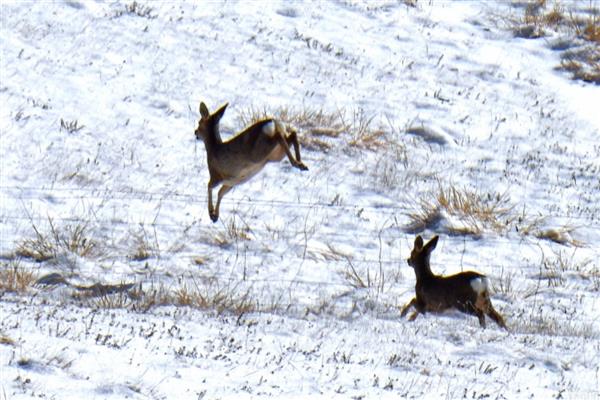 狍子养殖需要办理哪些手续，需办理特种养殖证