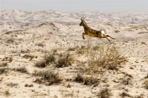 狍子养殖需要办理哪些手续，需办理特种养殖证