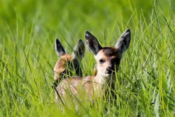 狍子养殖需要办理哪些手续，需办理特种养殖证