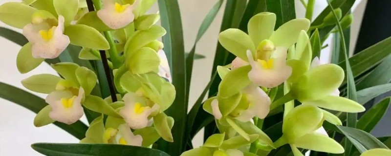 怎样给香兰浇水，不同季节的浇水方式不同