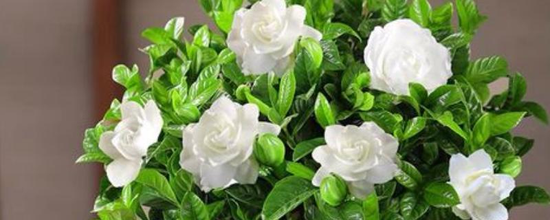 春天怎么养栀子花，每隔半个月施加一次肥料