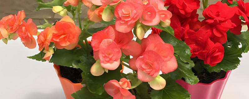 海棠为什么新叶出来就枯了，可能是浇水过少所致