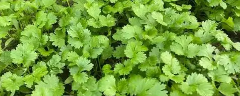 香菜怎么栽培，适于疏松肥沃的土壤种植