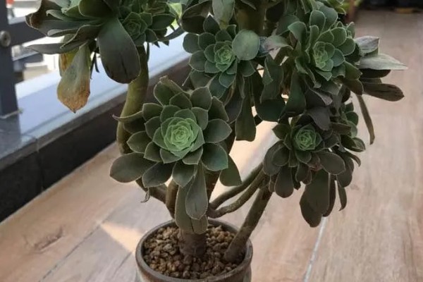 绿羊绒法师的养殖方法，在土壤完全干透后再浇水