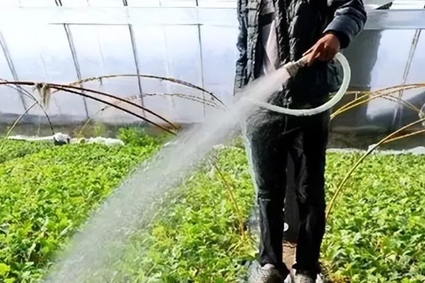 大棚蔬菜的夏季浇水方法，不能在阳光强烈的时候浇水
