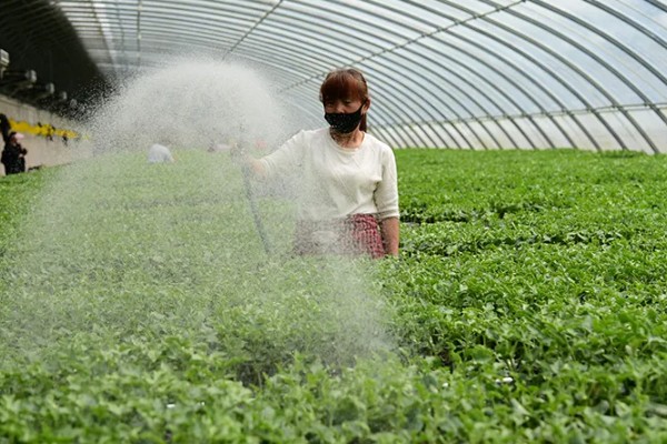 大棚蔬菜的夏季浇水方法，不能在阳光强烈的时候浇水