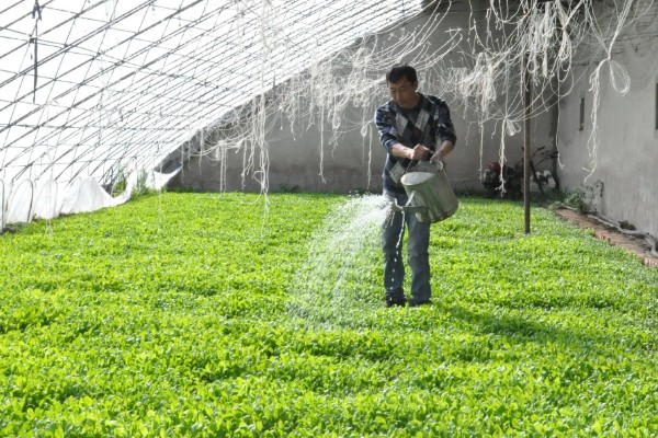 大棚蔬菜的夏季浇水方法，不能在阳光强烈的时候浇水