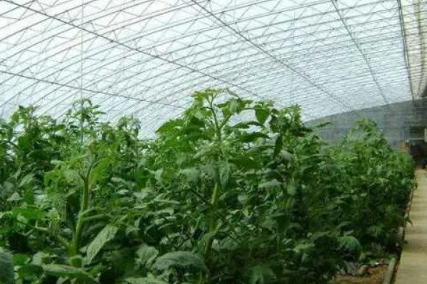 大棚蔬菜的夏季浇水方法，不能在阳光强烈的时候浇水