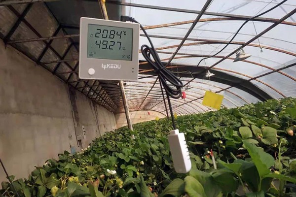 大棚蔬菜的夏季浇水方法，不能在阳光强烈的时候浇水