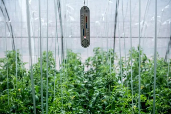大棚蔬菜的夏季浇水方法，不能在阳光强烈的时候浇水
