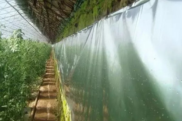 大棚蔬菜的夏季浇水方法，不能在阳光强烈的时候浇水
