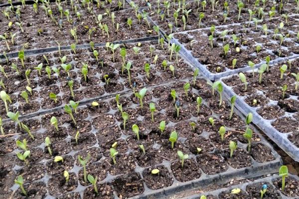 鹤首瓜的种植技术，选择7月份进行播种