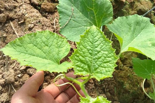 鹤首瓜的种植技术，选择7月份进行播种
