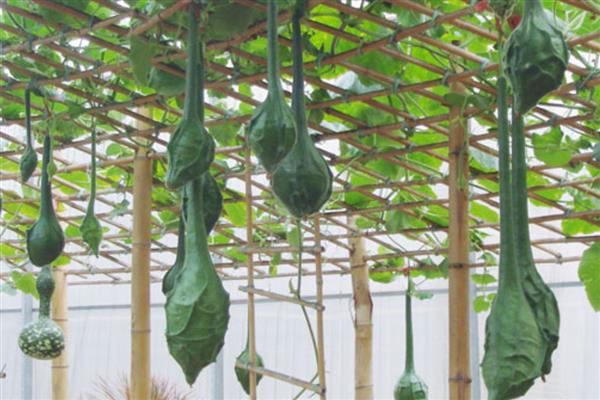 鹤首瓜的种植技术，选择7月份进行播种