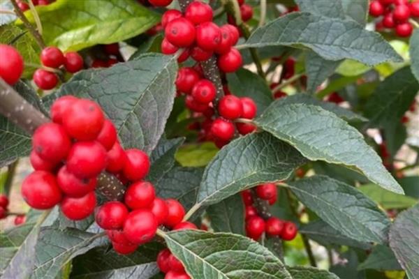 北美冬青的花语，寓意顽强的生命